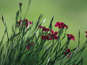 Фотографии Гвоздика