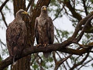 Фотография Птица Орлы Животные