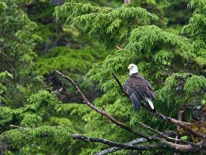 Фото Птица Орлы животное