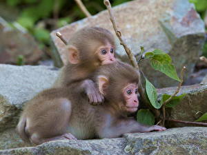 Фотографии Обезьяны