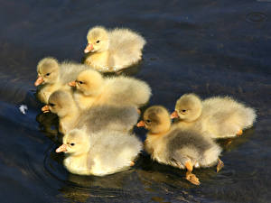 Обои для рабочего стола Птица Утка Животные