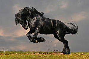 Картинка Лошади Черных животное
