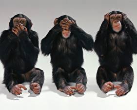 Фотография Обезьяны Животные