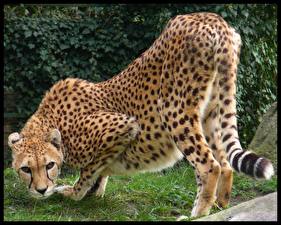 Фотография Большие кошки Гепарды животное
