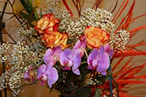 Фотографии Букеты Орхидея Цветы