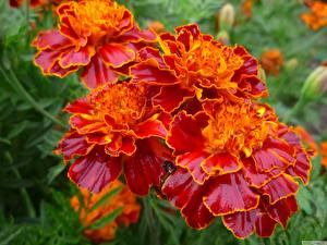 Обои для рабочего стола Бархатцы цветок