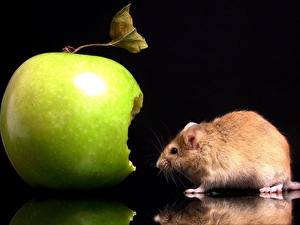 Фотографии Грызуны