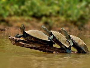 Картинки Черепахи Животные