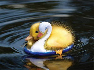 Фото Птица Утки