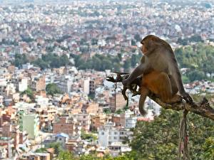 Картинки Обезьяны