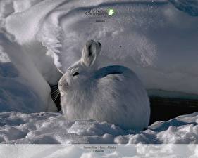 Фотография Грызуны Зайцы Животные