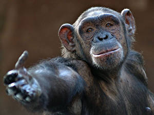 Фото Обезьяна