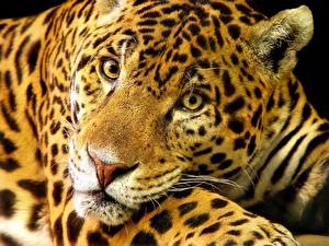 Фотографии Большие кошки Ягуар животное
