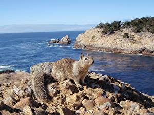 Картинка Грызуны