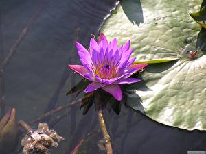 Обои для рабочего стола Водяные лилии Цветы