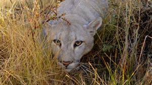 Фото Большие кошки Пума Животные