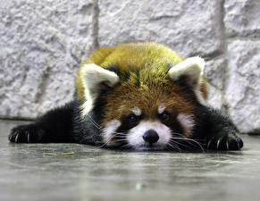 Фотографии Малая панда Животные