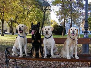 Фотография Собака Ретривера Овчарки Скамья животное