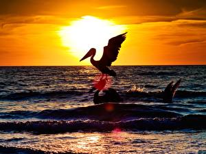 Фотографии Птицы Пеликаны Море Рассветы и закаты Солнце животное