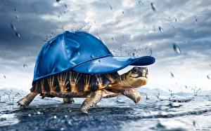 Фото Черепахи Кепкой Юмор