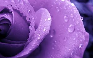 Картинки Розы Вблизи Фиолетовых Капель Цветы
