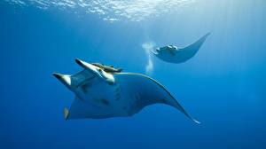 Картинки Подводный мир Скаты Животные