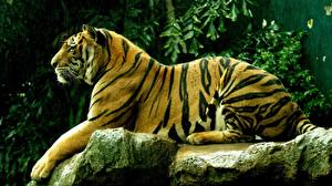 Фото Большие кошки Тигры животное