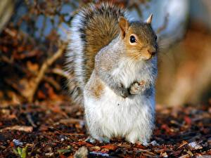 Картинки Грызуны