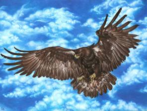 Обои Птицы Орел Животные