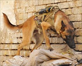 Картинки Собака Овчарки Армия