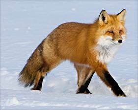 Картинка Лисы Животные