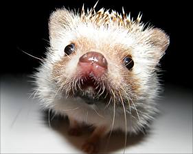 Обои Ежи И характер колючий )