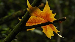 Фото Крупным планом Лист Клёна Природа