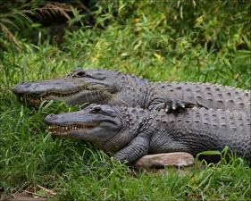 Обои Крокодилы Два сапога - пара - Лучше вместе ) Животные