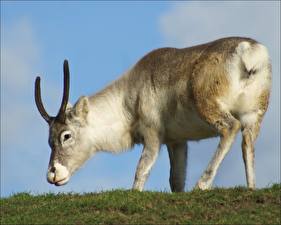 Фото Олени Так вот он какой ) Северный олень животное