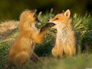 Картинка Лисы Животные