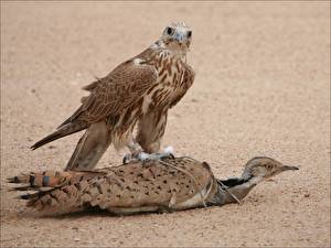 Фотография Птицы Ястреб Такова жизнь , даже если не орёл . животное
