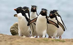 Фотографии Пингвины животное