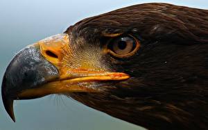 Картинки Птица Орлы Животные