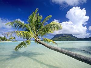 Картинки Тропический Бора-Бора Французская Полинезия Природа