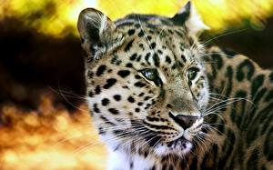 Фотографии Большие кошки Леопарды Животные
