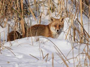 Картинки Лисица животное