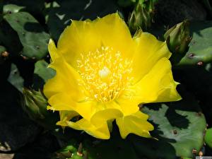 Фото Кактусы цветок