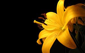 Картинки Лилии Желтых цветок