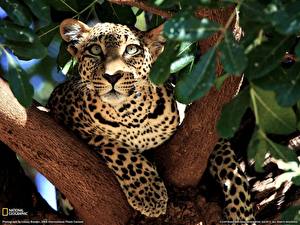 Картинки Большие кошки Леопарды животное