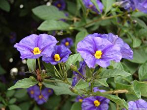 Фото Петунья