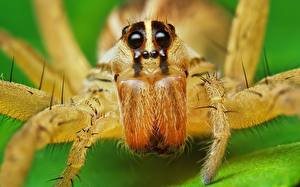 Фотографии Насекомое Пауки животное