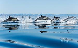 Фото Дельфины Животные