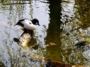 Картинка Птица Утка