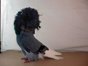 Обои Птицы Голуби животное